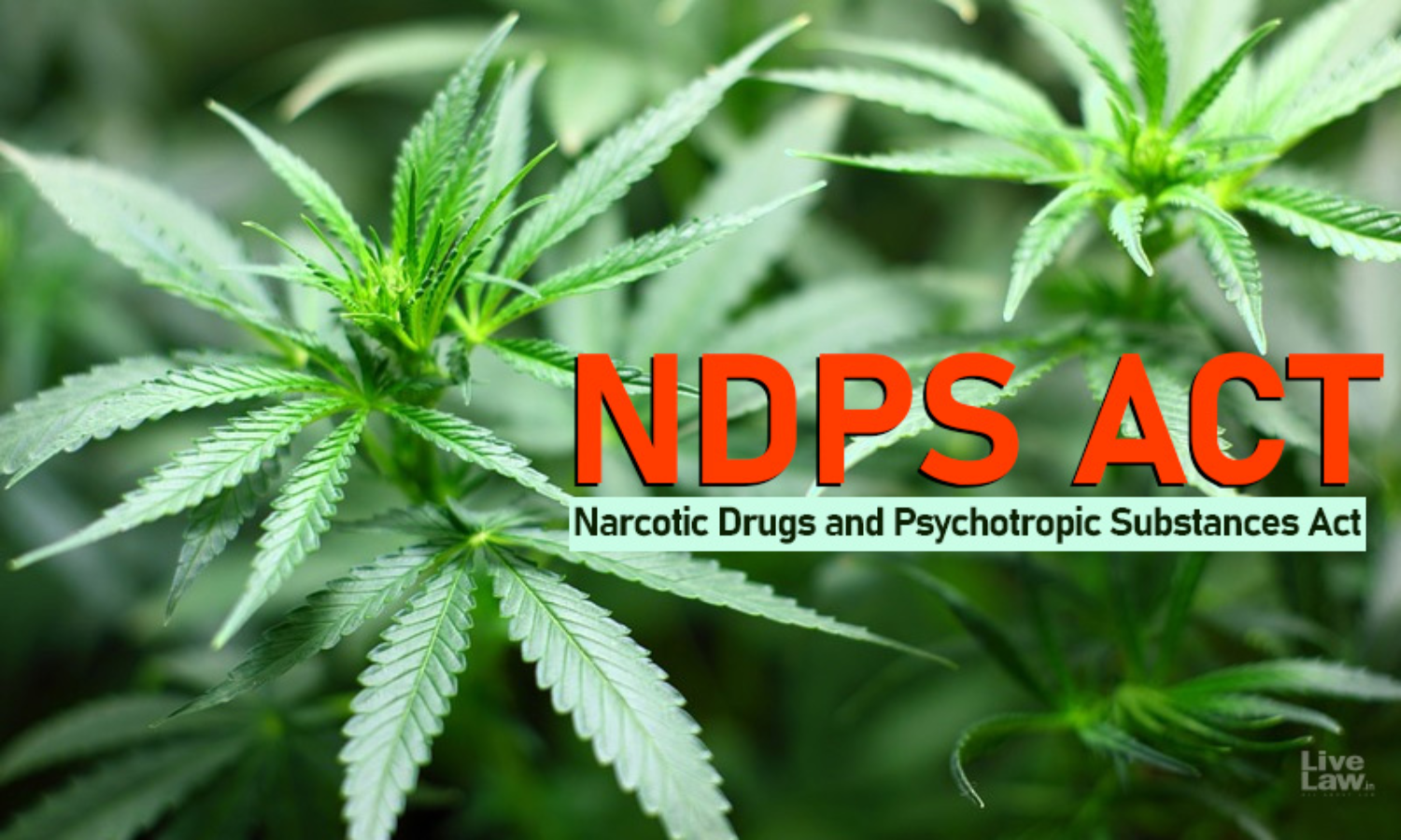 Your Legal Rights in NDPS Offenses: What You Need to Know
